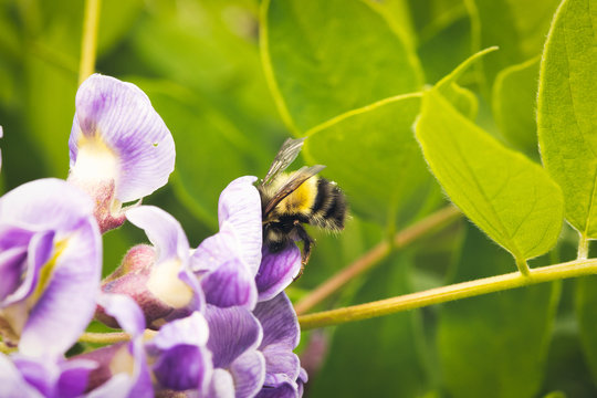 bee butt in wisteria 