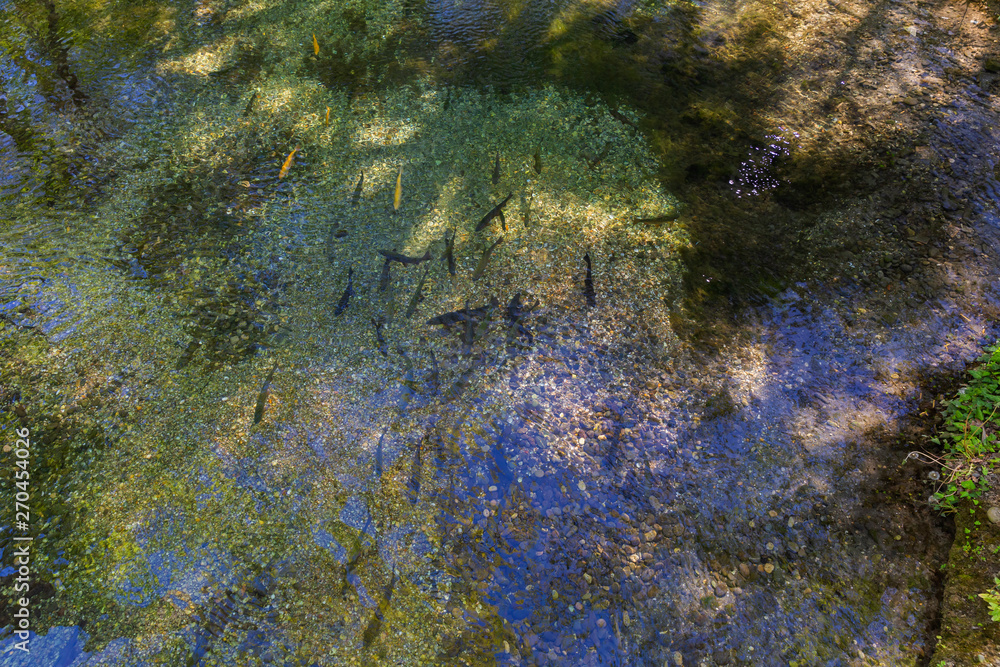 Poster trout of different size and color in a transparent river