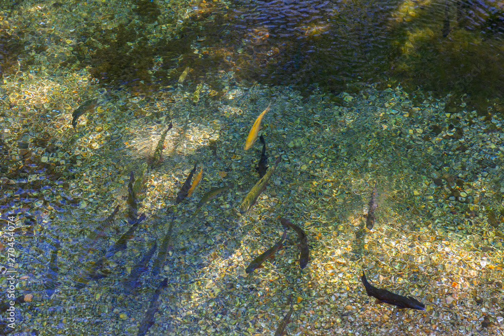Poster trout of different size and color in a transparent river