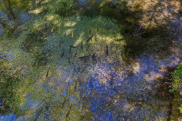 Trout of different size and color in a transparent river