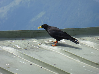 Vogel N