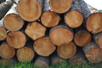 pile of logs in forest