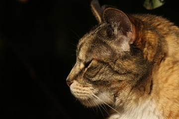 portrait of cat on a black background