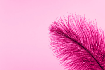 Pink artificial feather close up. Exotic, tropical bird wing feather on pink background. Fashion, ornithology magazine cover concept. Macro accessories, clothes decoration texture