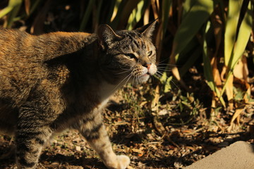dramatic cat in garden