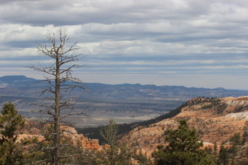 dead tree in bryce canyon