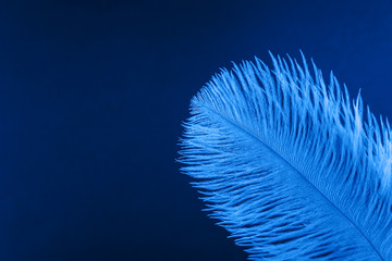 Blue artificial feather close up. Exotic, tropical bird wing feather on blue background. Fashion, ornithology magazine cover concept. Macro accessories, clothes decoration texture