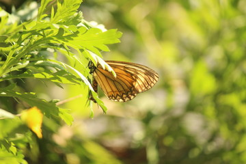 butterfly on leaf