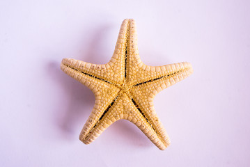 starfish isolated on white background