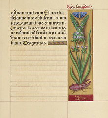 Manuscript book