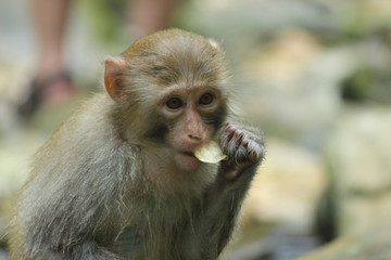 Monkey eating a potato chip