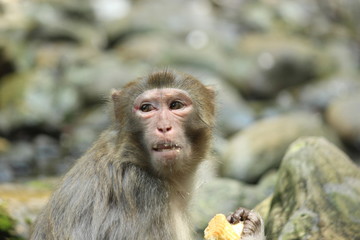 Chinese monkey with food