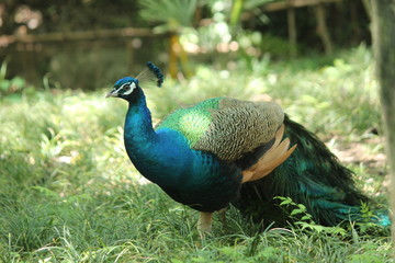peacock in park