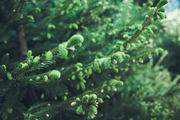 Closeup photo of green needle pine tree with vintage photo effect of picture. Small pine cones at the end of branches. Blurred background