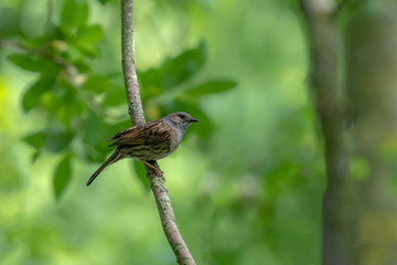 dunnock (prunella modularis) in tree