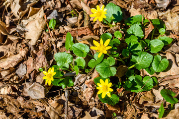 Yellow buttercups in a forest on early spring