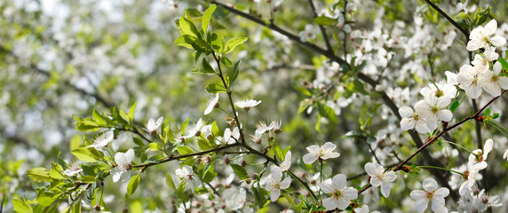 image of a flower tree in a garden close up
