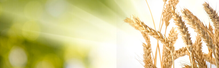 image of wheat on a green background