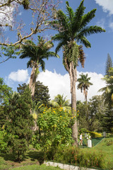 Fototapeta na wymiar The St Vincent and the Grenadines Botanic Gardens is located in Kingstown