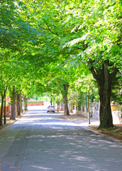 sunny tree lined street