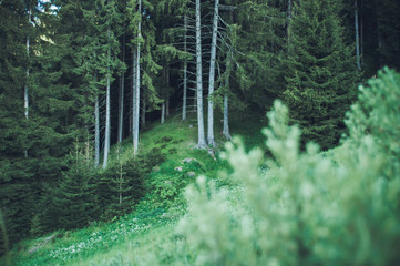 Peaceful summer evening in the woods.