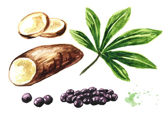 Ttapioca pearls and Manihot root set. Superfood concept. Watercolor hand drawn illustration  isolated on white background