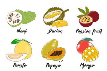 Vector engraved style organic exotic fruits collection for posters, decoration, packaging, menu, logo. Hand drawn colorful sketches isolated on white background. Detailed vintage woodcut drawing.