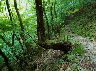 T字に曲がった木