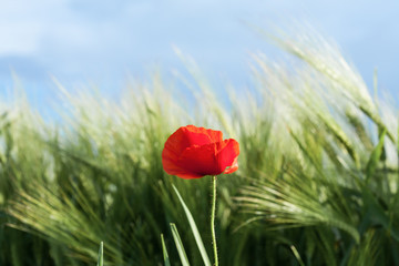 Red poppy in a medow