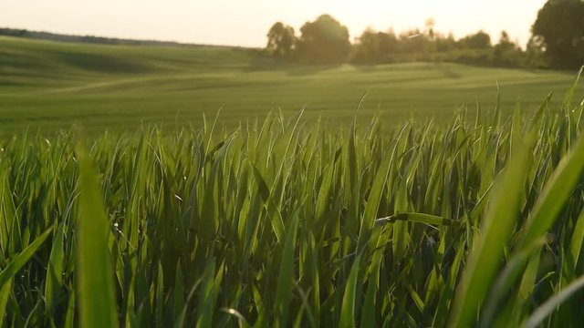 Zielone kłosy pszenicy kołyszące się na wietrze 