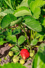 Strawberry fruits growing in a garden