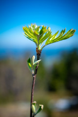 Plant on top of a mountain