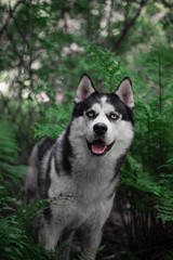 Husky in the fern