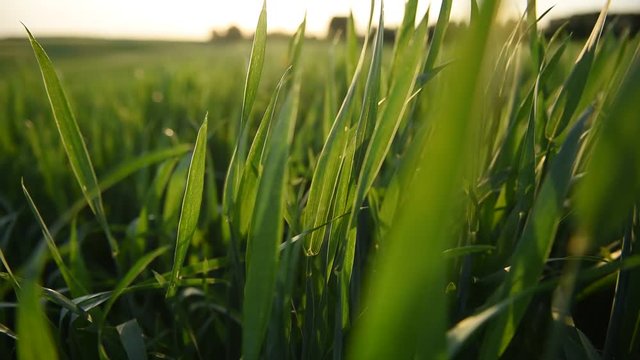 Zielone kłosy pszenicy kołyszące się na wietrze 