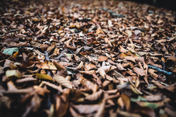 brown leaves at the ground