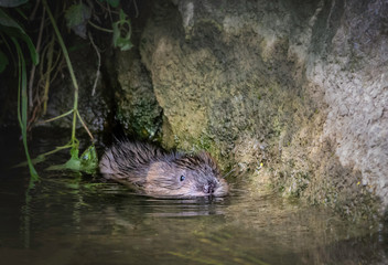 Bisamratte (Ondatra zibethicus)