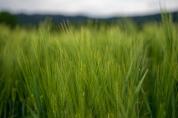 Field of green cereals at the bavarian forest