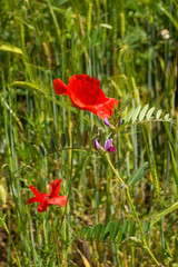 Wild red poppies growing in a fallow field in north east Italy.
