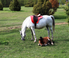a white horse and a brown foal lying on a green meadow - 270458877