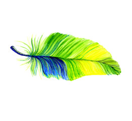 image of green feather of ecozotic bird (peacocks, pheasants, parrots)
