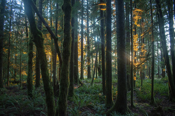 Naklejka premium golden hour in the woods