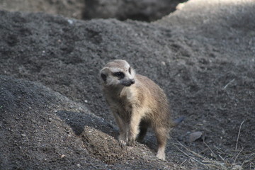 Meerkat