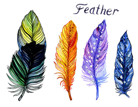 image of feathers of ecozotic birds (peacocks, pheasants, parrots). set of 4 images