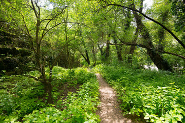 Ardeche bei Ruoms in Frankreich