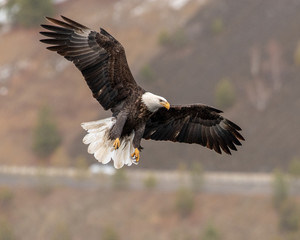 Obraz premium bald eagle fishing