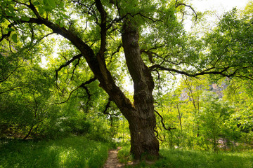 Ardeche bei Ruoms in Frankreich