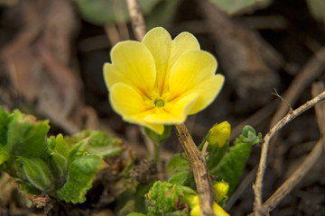 One yellow primrose flower