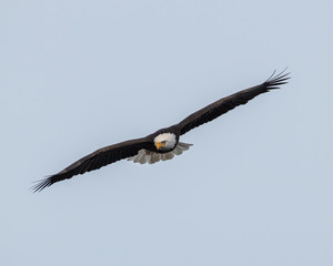 bald eagle fishing
