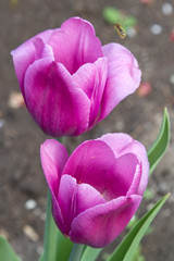 Two lilac tulips
