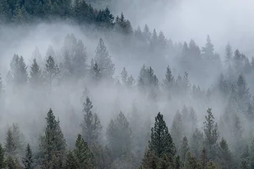 Foto auf Acrylglas Wald im Nebel Wald im Nebel - 1 von 3